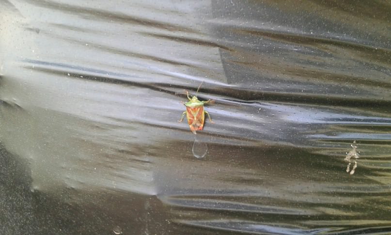 Что за насекомое появилось на огурцах и опасно ли оно