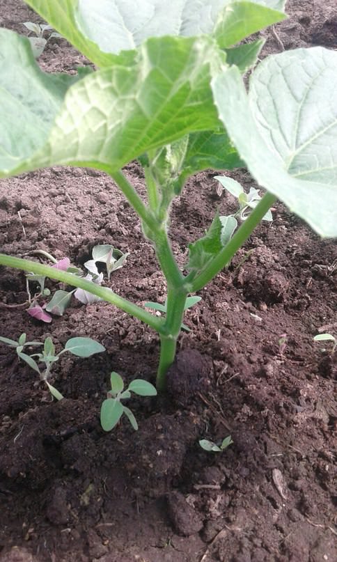 Как формировать огурцы