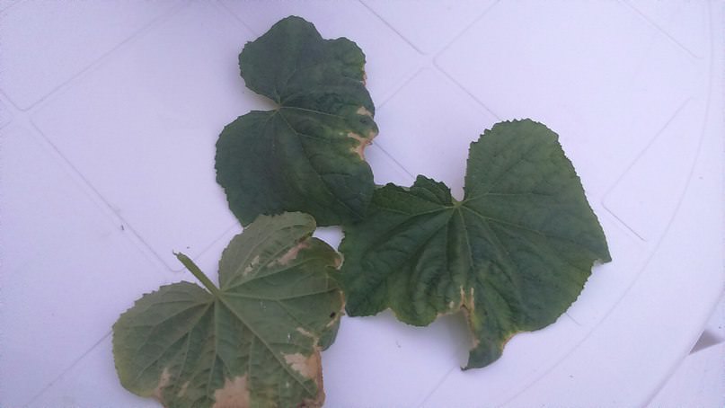 Почему по краям сохнут листья у огурцов