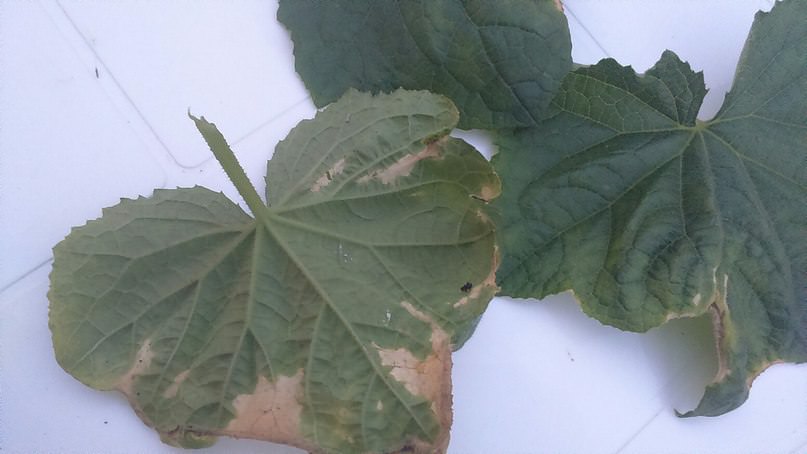 Почему по краям сохнут листья у огурцов