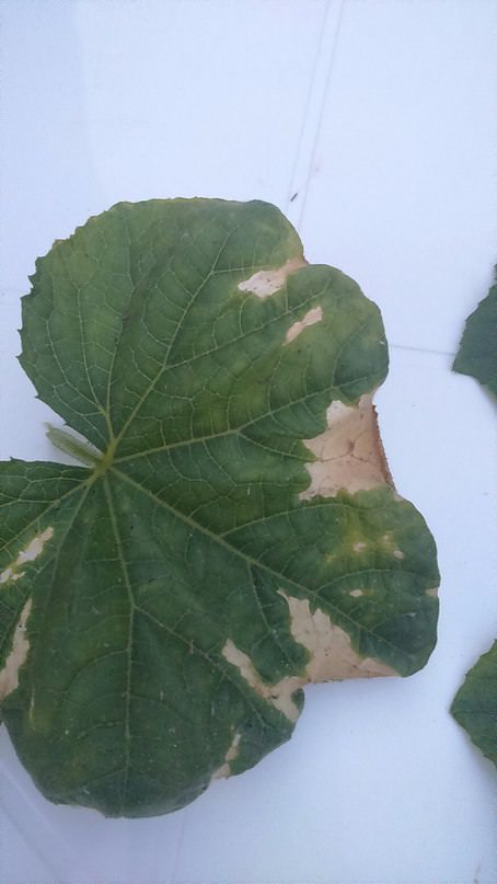 Почему по краям сохнут листья у огурцов