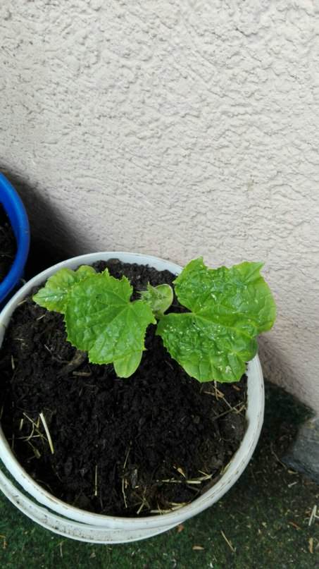 Почему листья у огурца стали волнистыми