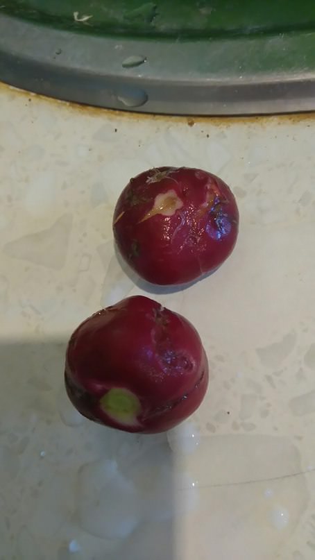 Почему редиска такая кривая, и червяком каким-то изъедена