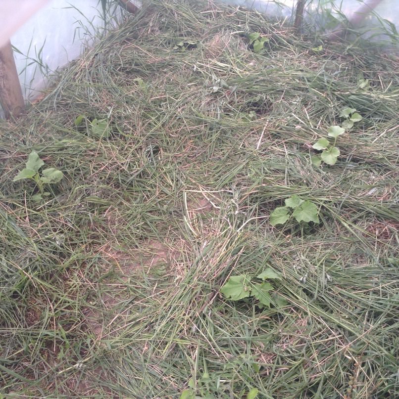 Чем подкормить клубнику, дыню, огурцы и помидоры