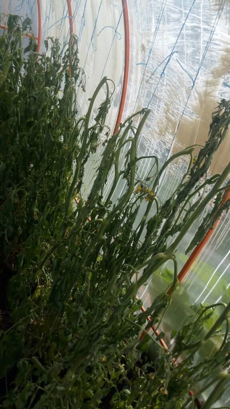 Что сделать с помидорами после ухода воды