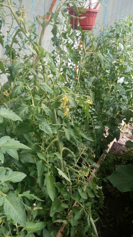 Что сделать с помидорами после ухода воды