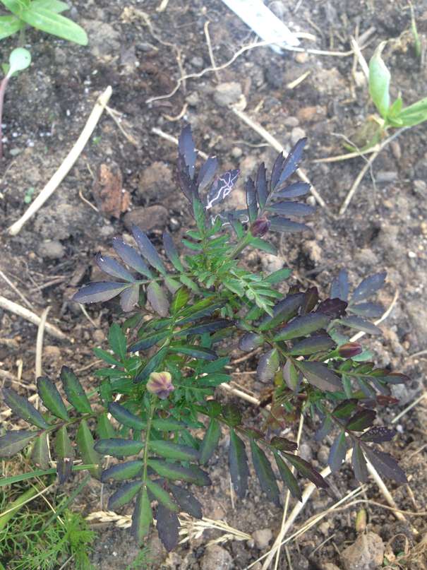 Почему чернеют листья бархатцев