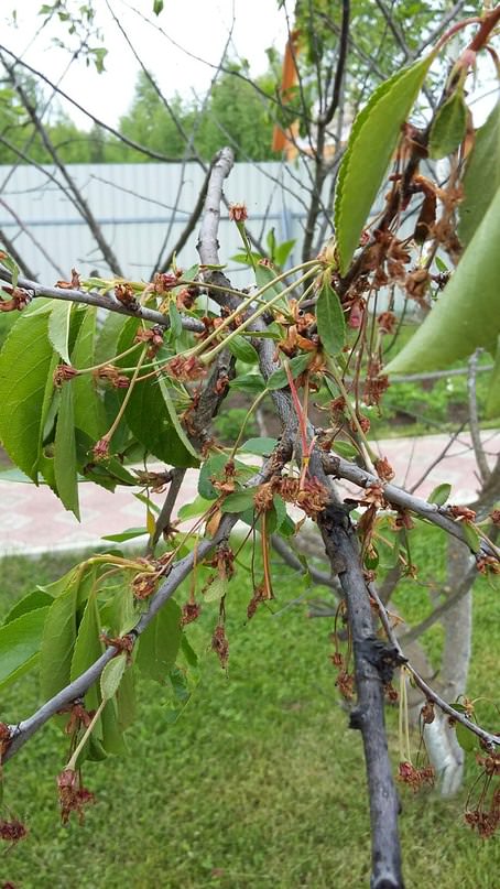 Почему высыхают цветы на вишне и сливе