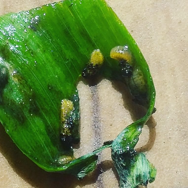 Чьи личинки появились в луке и как с ними бороться