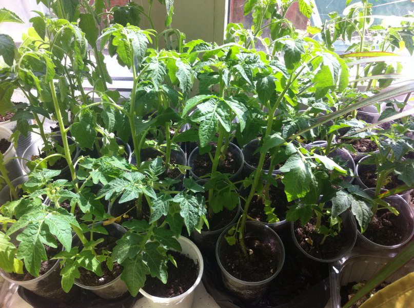 Можно ли карликовые помидоры посадить под дуги с укрывным материалом