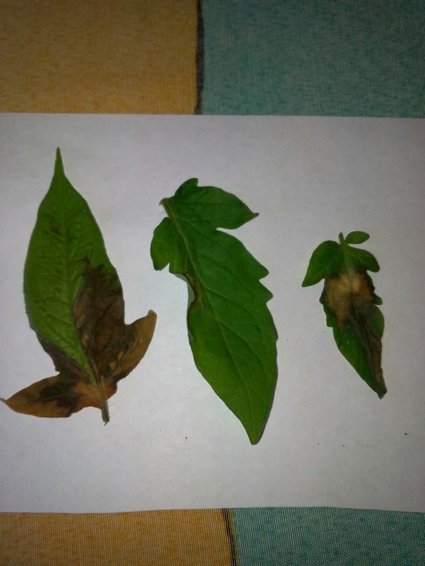 Почему на листьях перцев и томатов появляются темные пятна