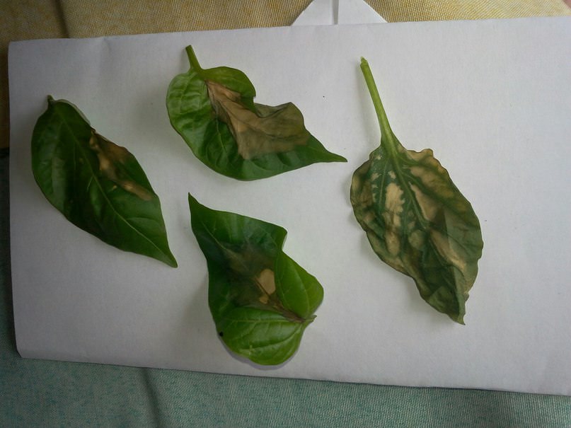 Почему на листьях перцев и томатов появляются темные пятна