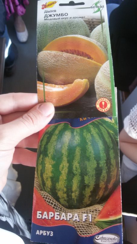 Как и куда лучше посадить дыню и арбуз