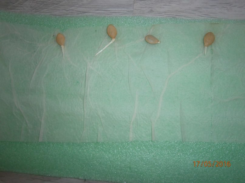 Что сделать с проросшими семенами кабачка: растить в улитке или в открытом грунте