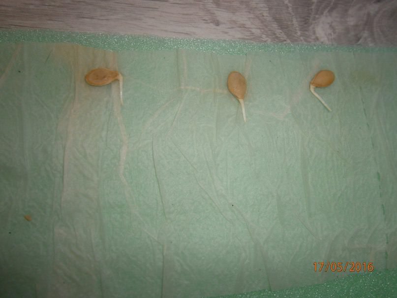 Что сделать с проросшими семенами кабачка: растить в улитке или в открытом грунте