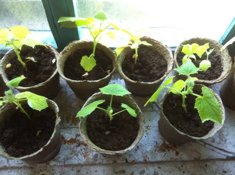 Что делать, если листья огурцов поникли и пожелтели