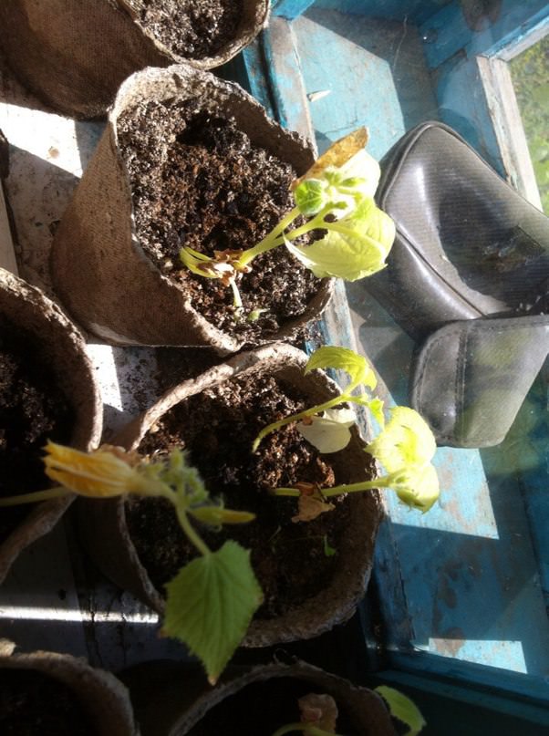 Что делать, если листья огурцов поникли и пожелтели