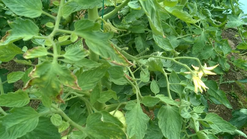 Что делать, если буреют и опадают цветки у томата