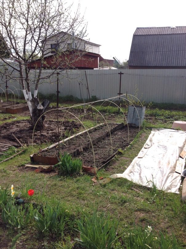 Взойдут ли семена огурцов, если температура воздуха ночью +5+7