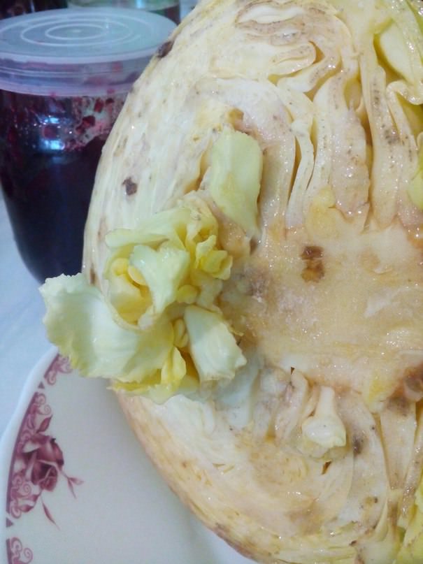 Можно ли вырастить новый отросток из капусты