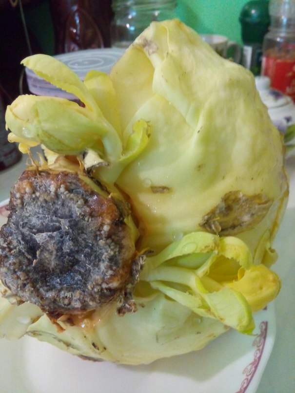 Можно ли вырастить новый отросток из капусты