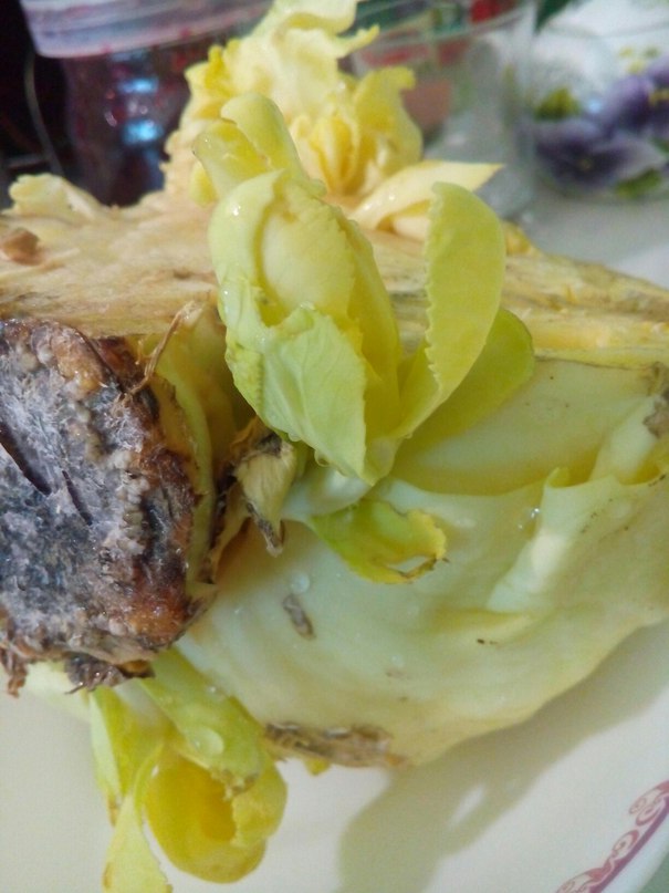 Можно ли вырастить новый отросток из капусты