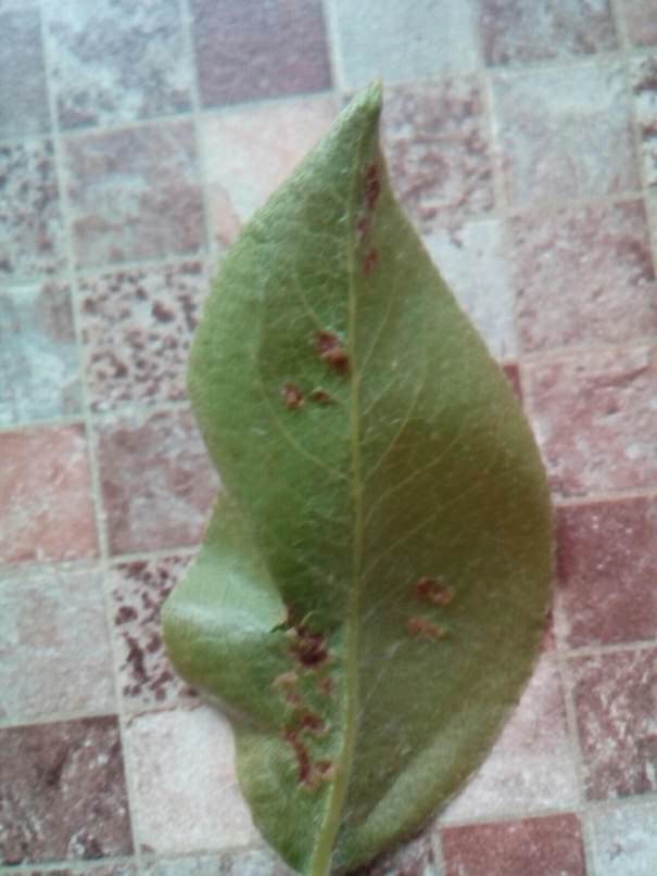 Почему листья молодой груши покрылись темными пятнами