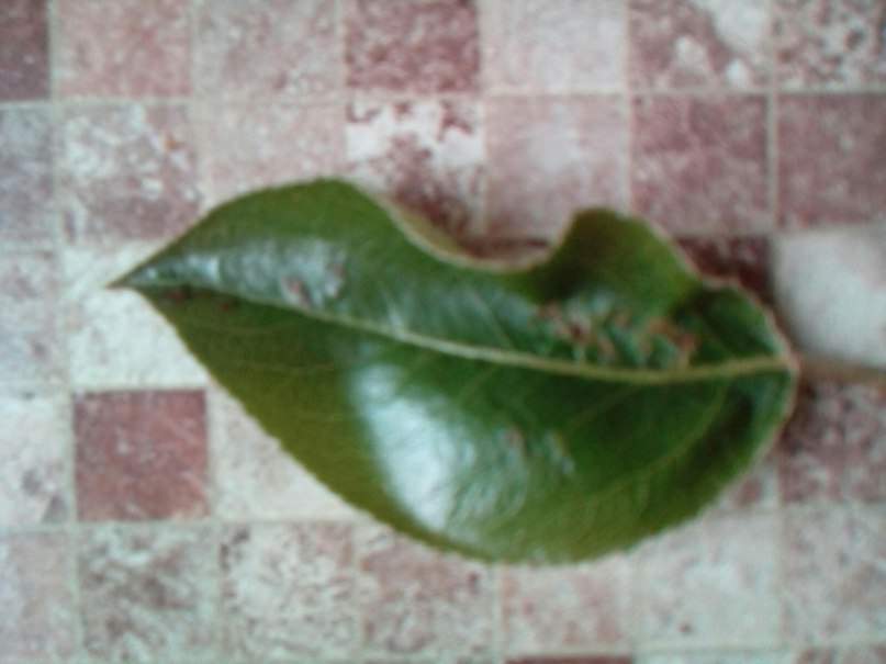 Почему листья молодой груши покрылись темными пятнами