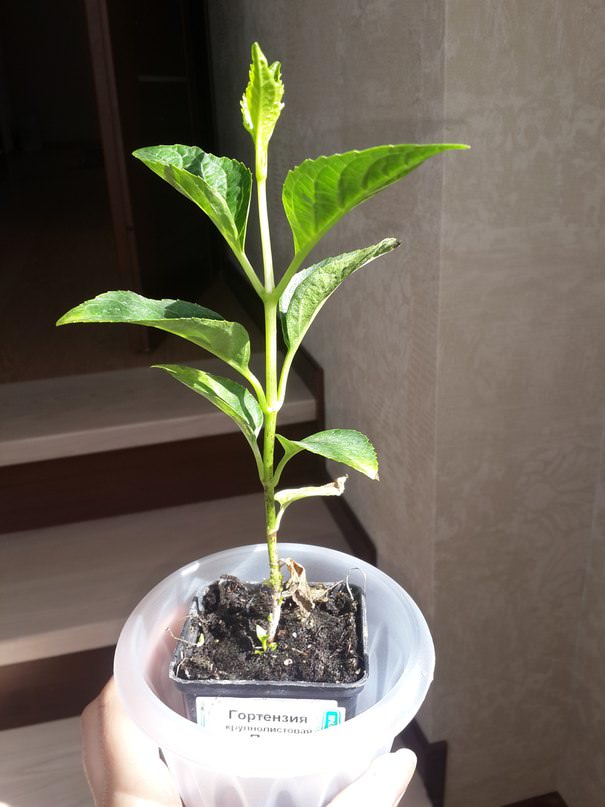 Стоит ли высаживать гортензии в открытый грунт (Челябинская обл.)