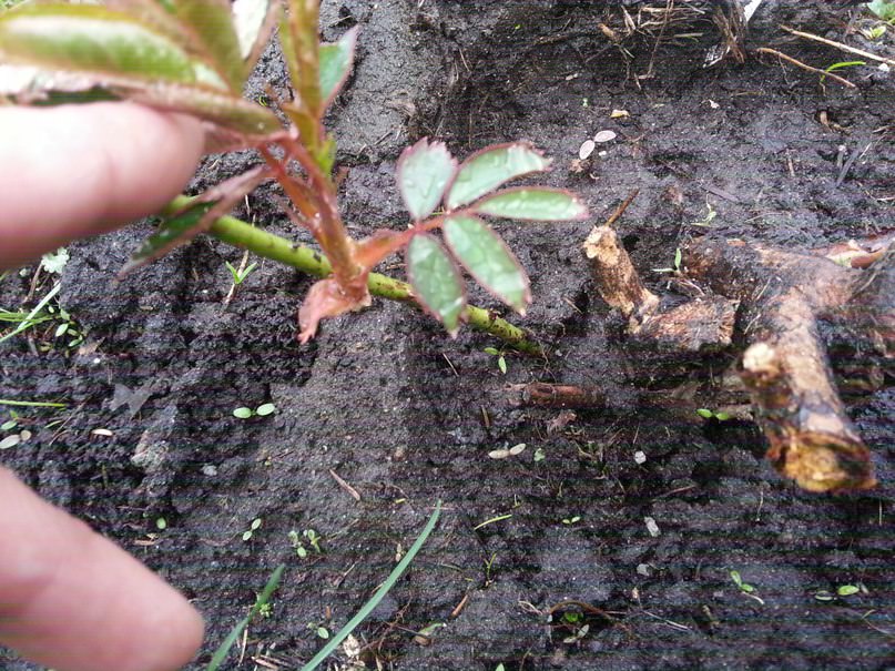 Как понять съедобен ли барбарис