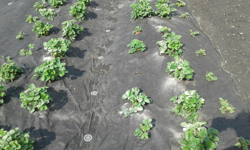 Как вывести муравьев