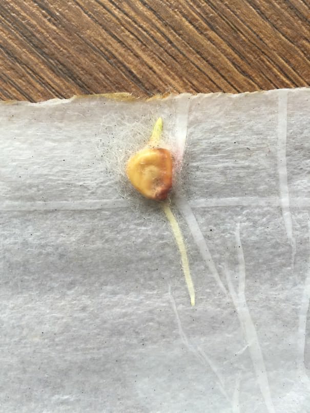 Что делать, если на семенах кукурузы в улитке появилась паутина