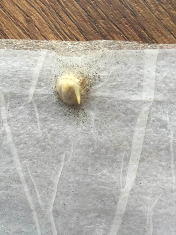 Что делать, если на семенах кукурузы в улитке появилась паутина