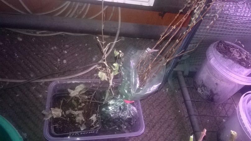 Чем отпоить засушенную лапчатку и плющ