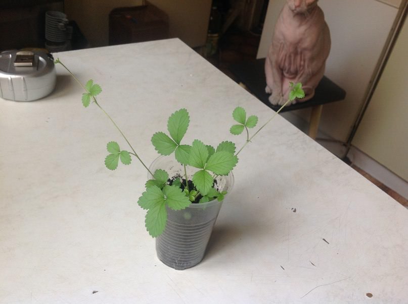 Что делать с усами у земляники