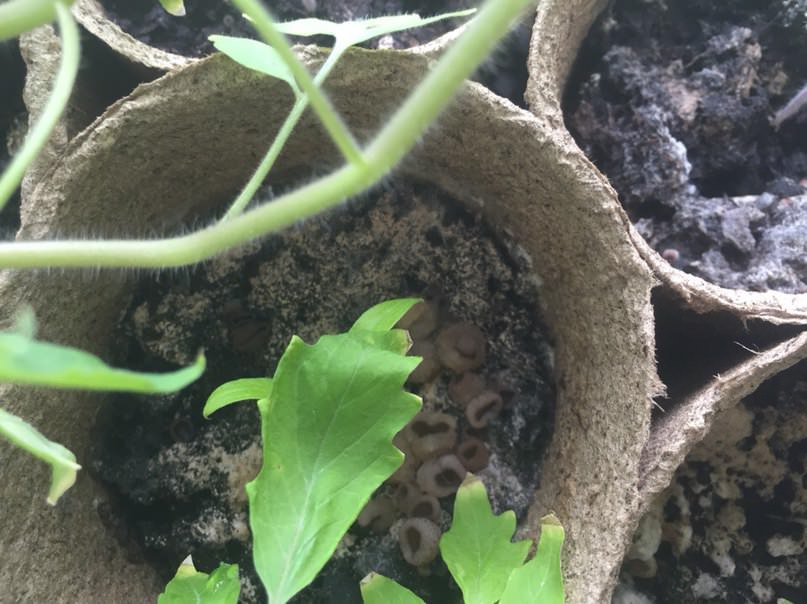 Что за грибок в земле и как с ним бороться