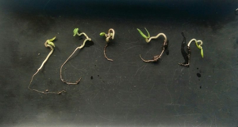 Почему ростки не взошли