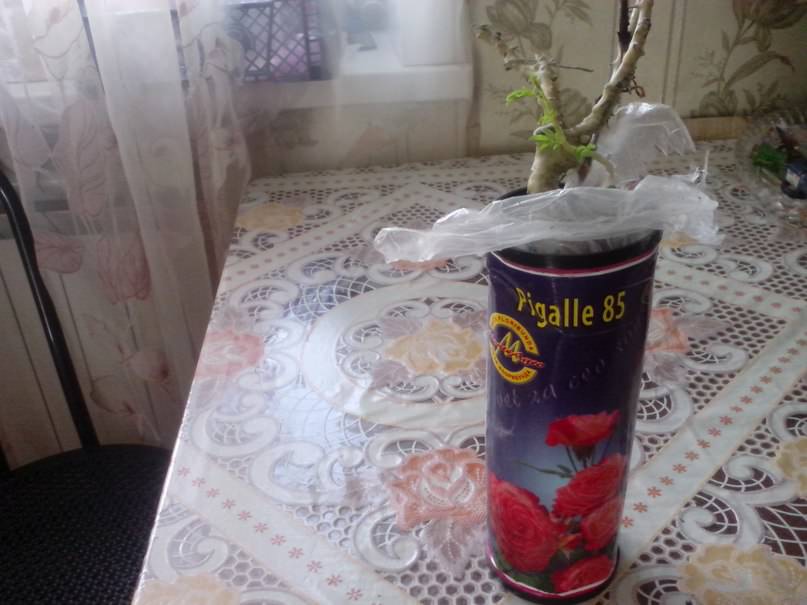 Как посадить розу