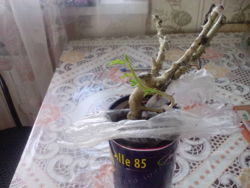 Как посадить розу