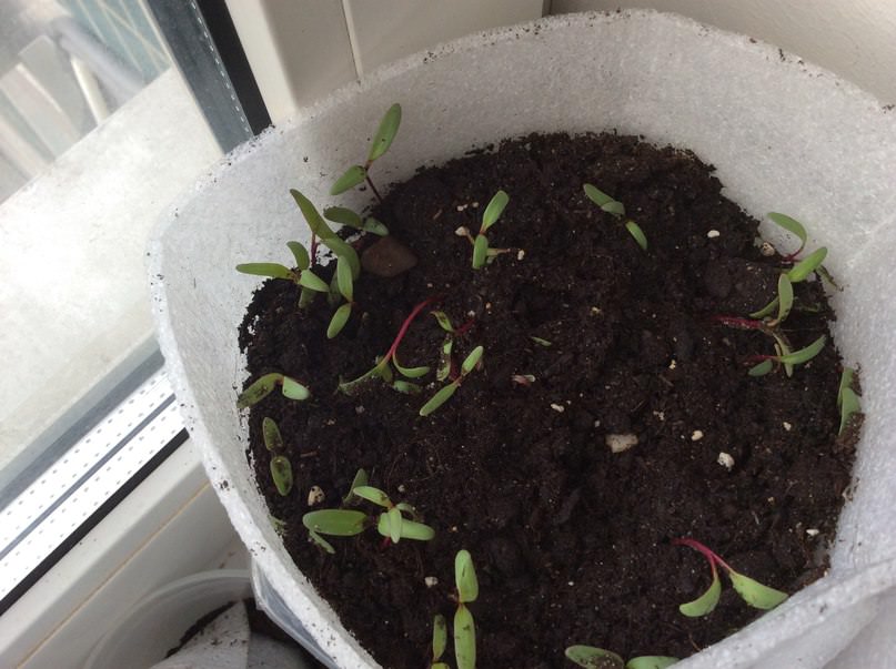 Почему падает свекла