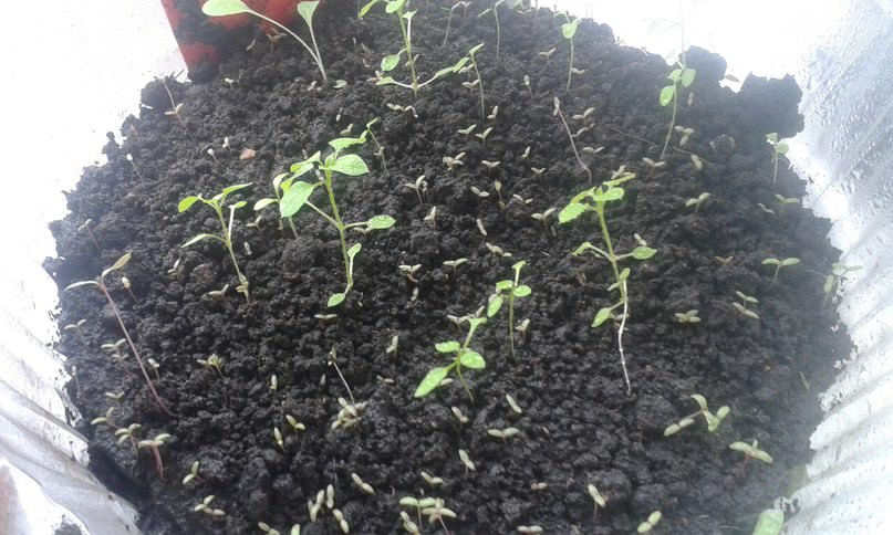 Что делать, если рассада портулака не растет