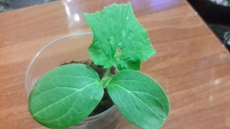 Что делать, если на листьях рассады появились отверстия