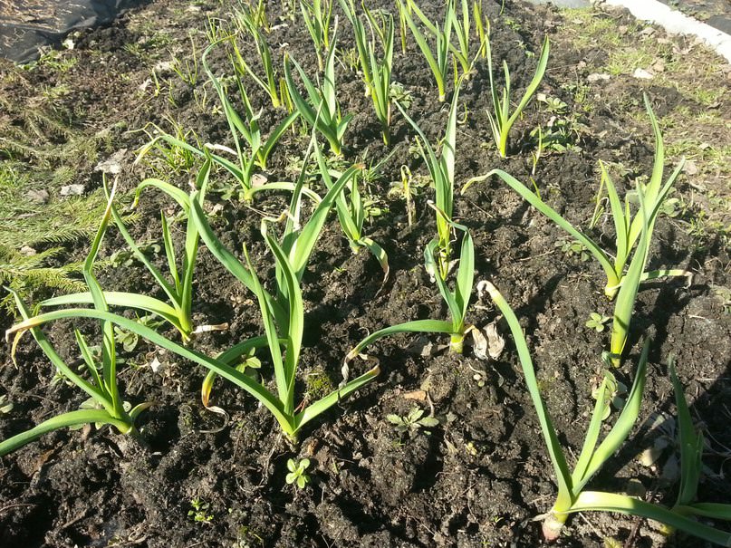 Что делать, если кончики чеснока желтые