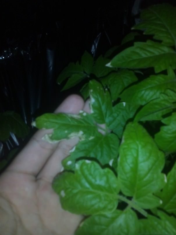 Почему могли появиться белые пятна на томатах