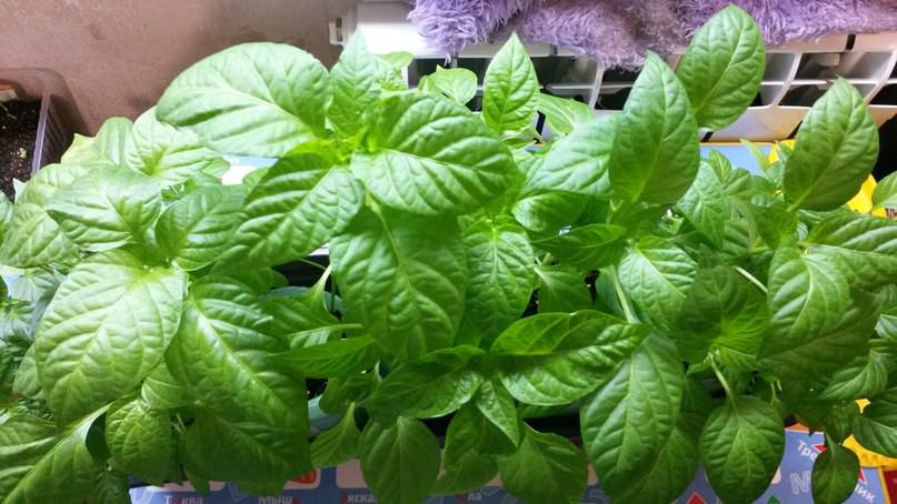 Чем обработать перцы от появившихся пупырышек