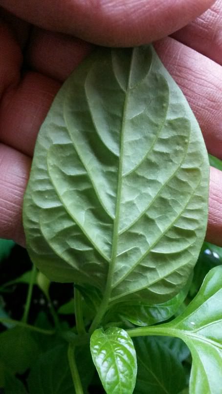 Чем обработать перцы от появившихся пупырышек