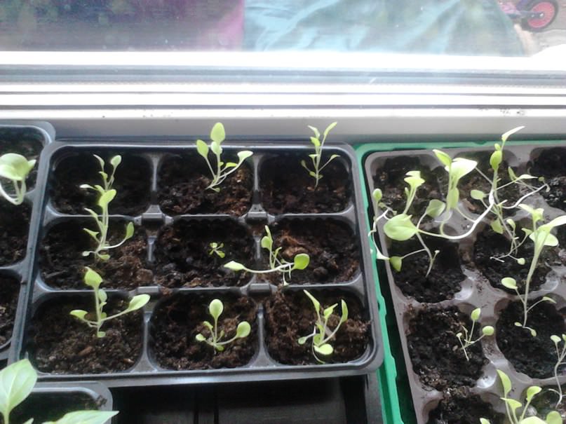 Почему петунии такие маленькие