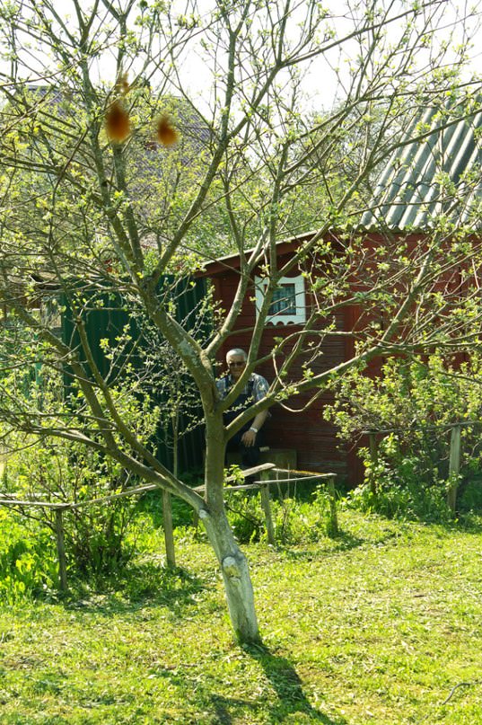 Как избавиться от мха на газоне