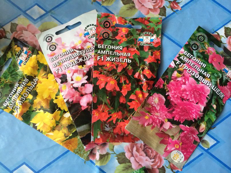 Если сейчас посадить семена цветов, вырастут ли они до лета