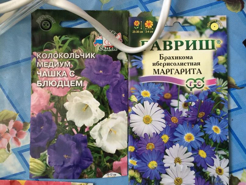 Если сейчас посадить семена цветов, вырастут ли они до лета